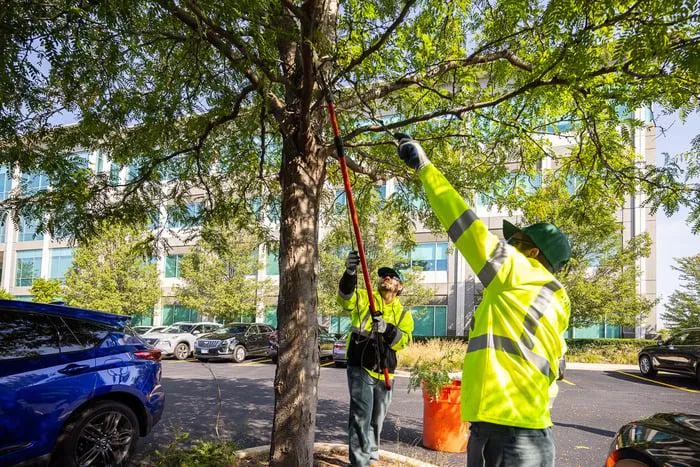 Commercial Tree Service in Billings: What Property Managers Need to Know Before Storm Season