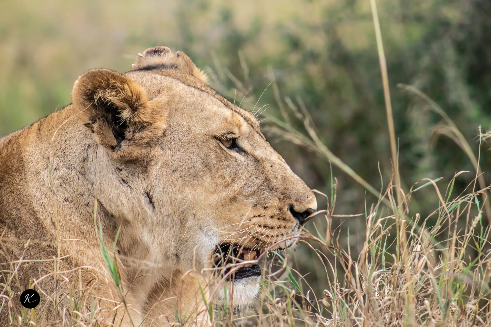 Beyond the Big Five: Kenya's Lesser-Known Wildlife Encounters