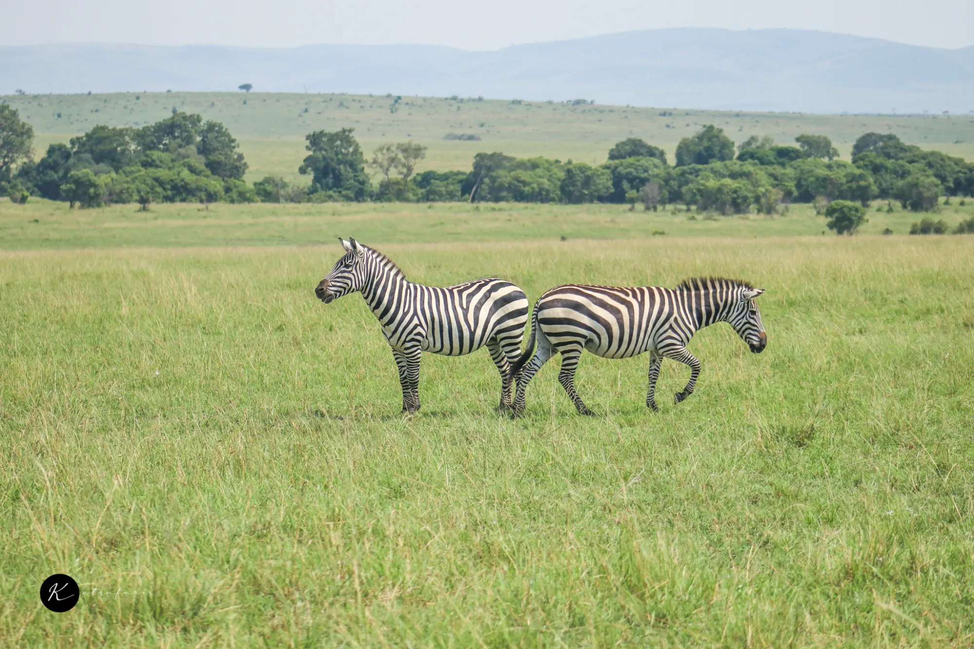 Beyond the Big Five: Kenya's Lesser-Known Wildlife Encounters