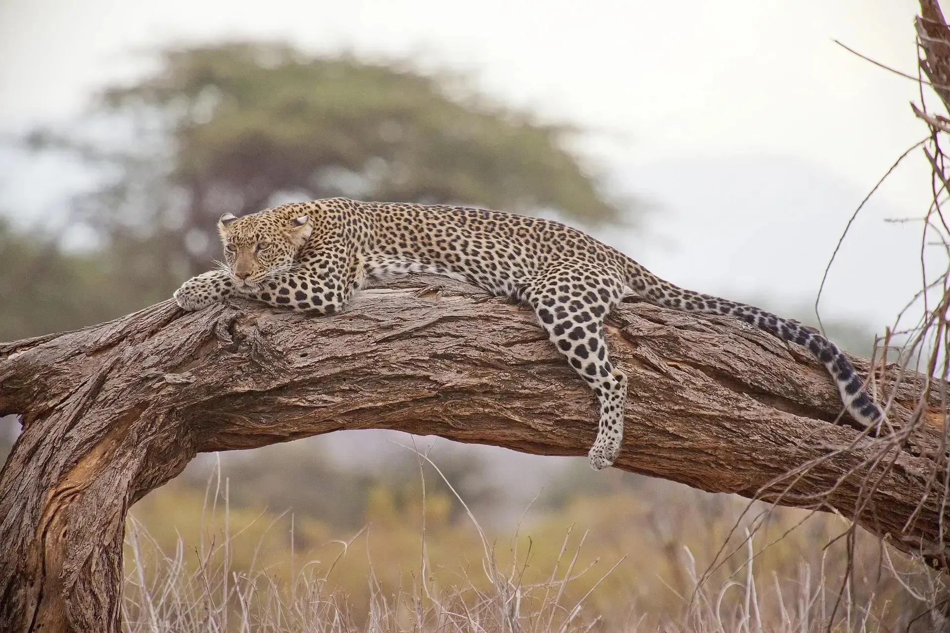 Complete Jawai Safari Travel Guide from Jodhpur