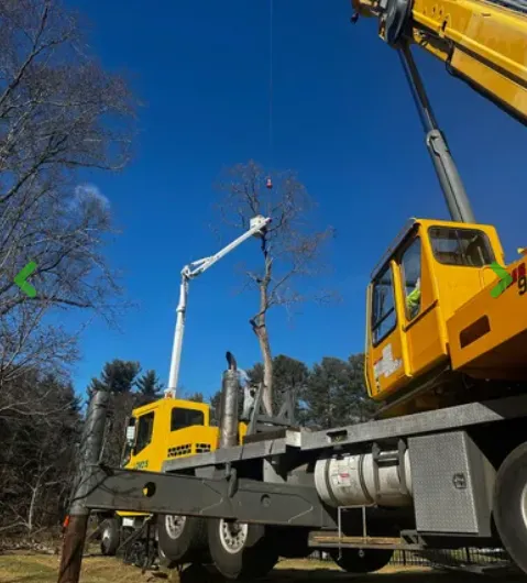 Professional Land Clearing Services by Lord's Tree Service