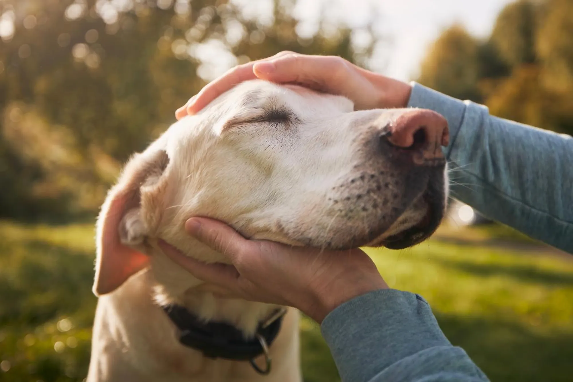 Teddi's Dog Walking Services in Boulder, CO: Rates & Booking Guide