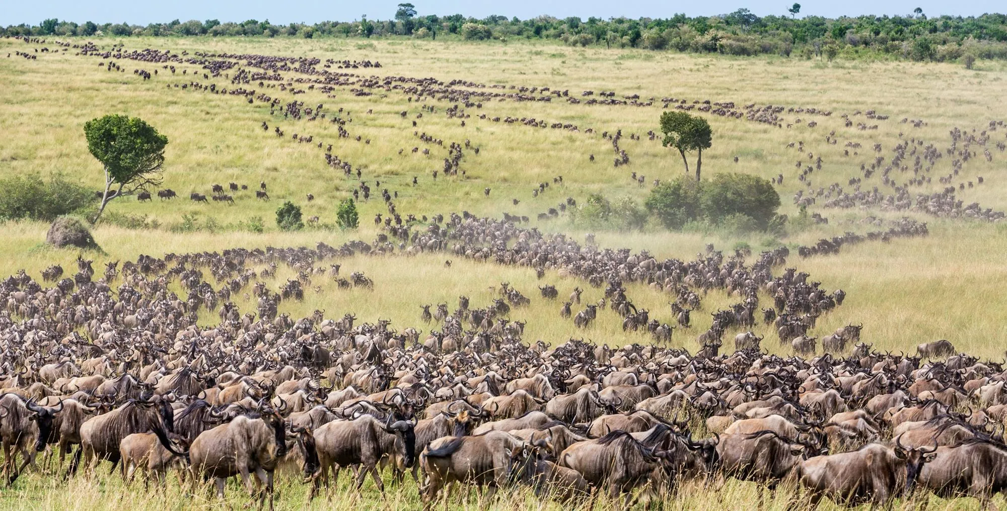 8 Stages of the Great Wildebeest Migration Explained
