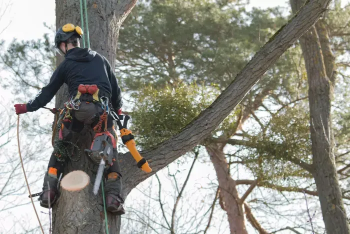 Tree Trimming Services by Lord's Tree Service