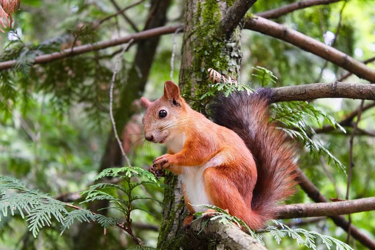 Squirrel Removal Kanata: Protect Your Home with Safe and Effective Wildlife Control