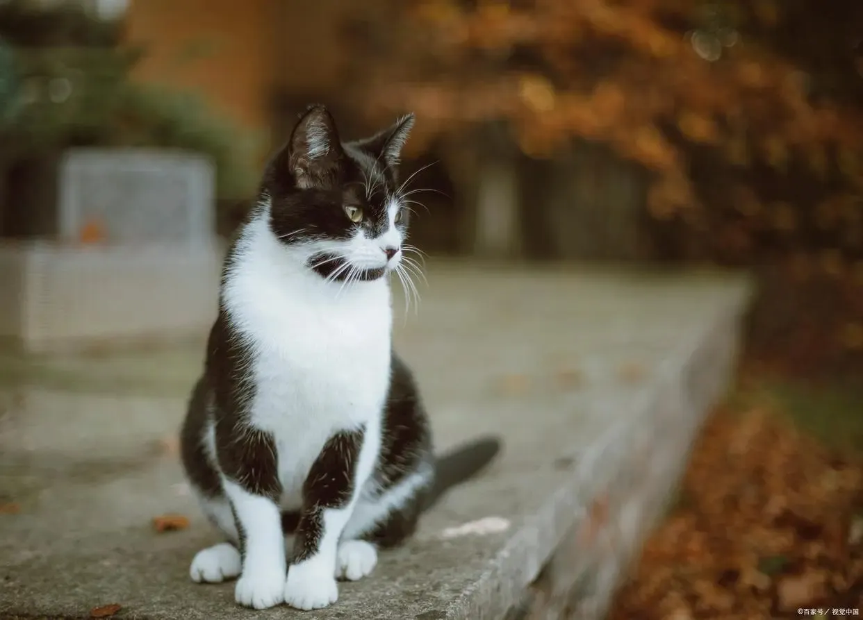 Why Is My Dog or Cat Shedding So Much? A Complete Guide to Seasonal Shedding