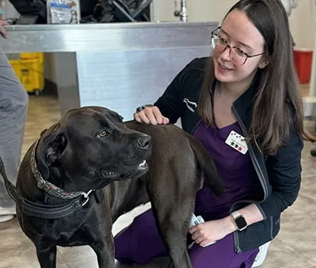 How Veterinarians Support Senior Pet Health
