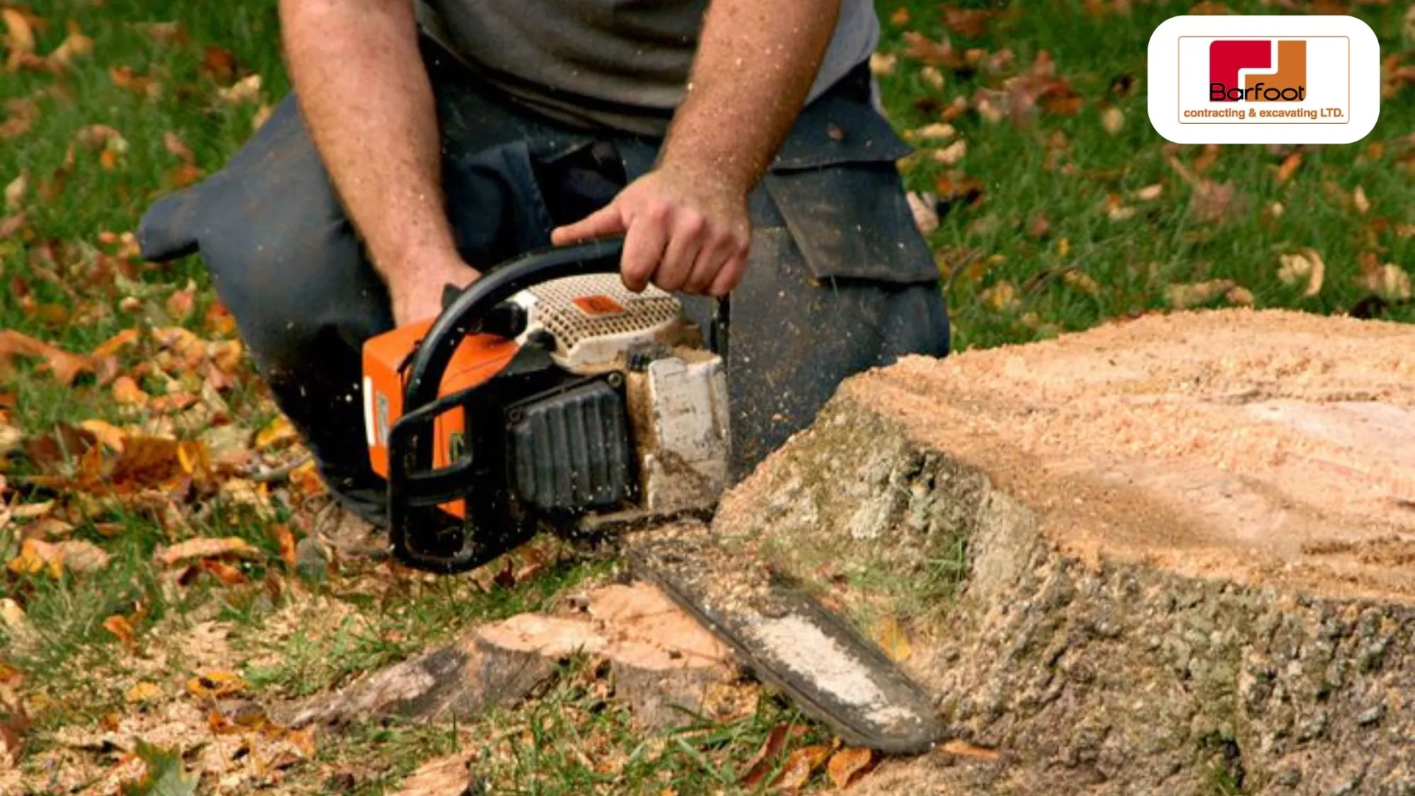 Small Stumps, Big Problems: Why Removal Matters