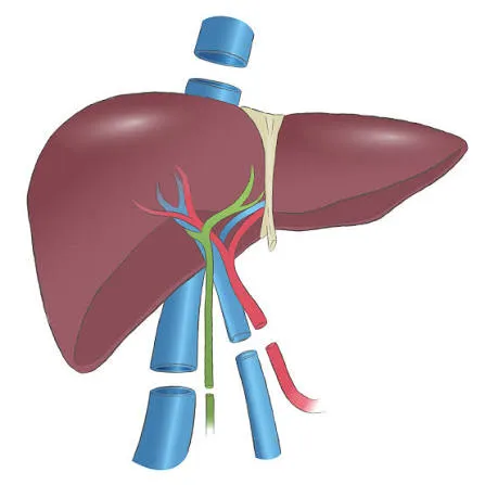 Liver Transplant in Ahmedabad: What Patients and Families Should Know