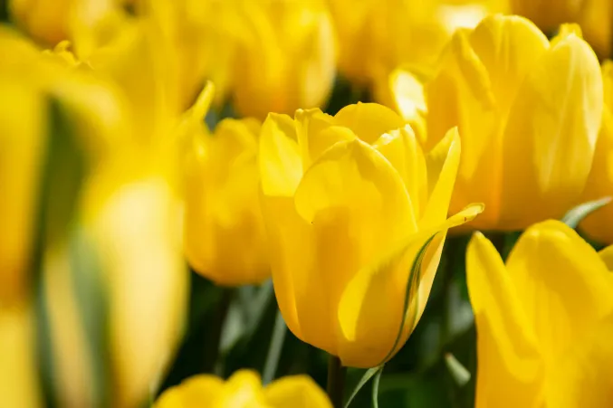 Everything You Need to Know About Tulip Care and Growing
