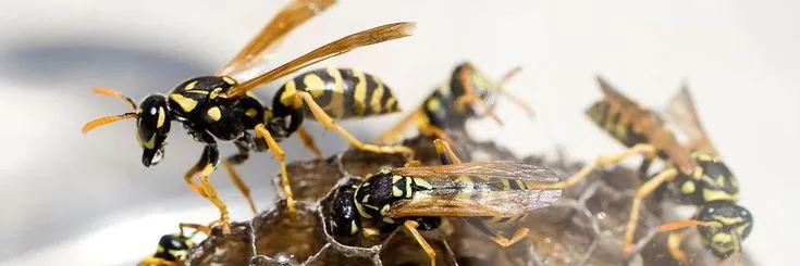 Wasp Nest Removal Brampton: Safe, Reliable Solutions for a Comfortable Property