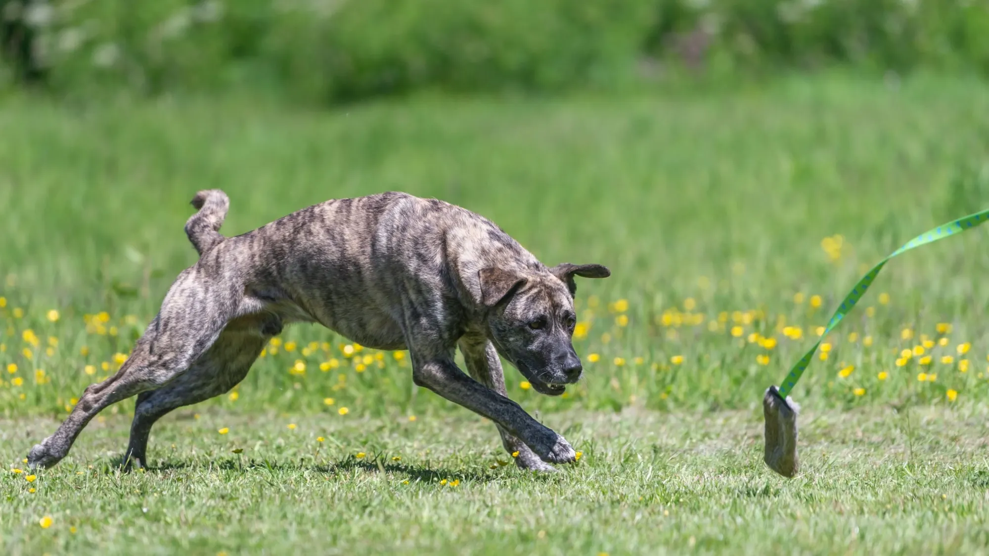 Why Dogs Ignore Recall Commands: Reasons and Effective Ways to Improve Recall Training