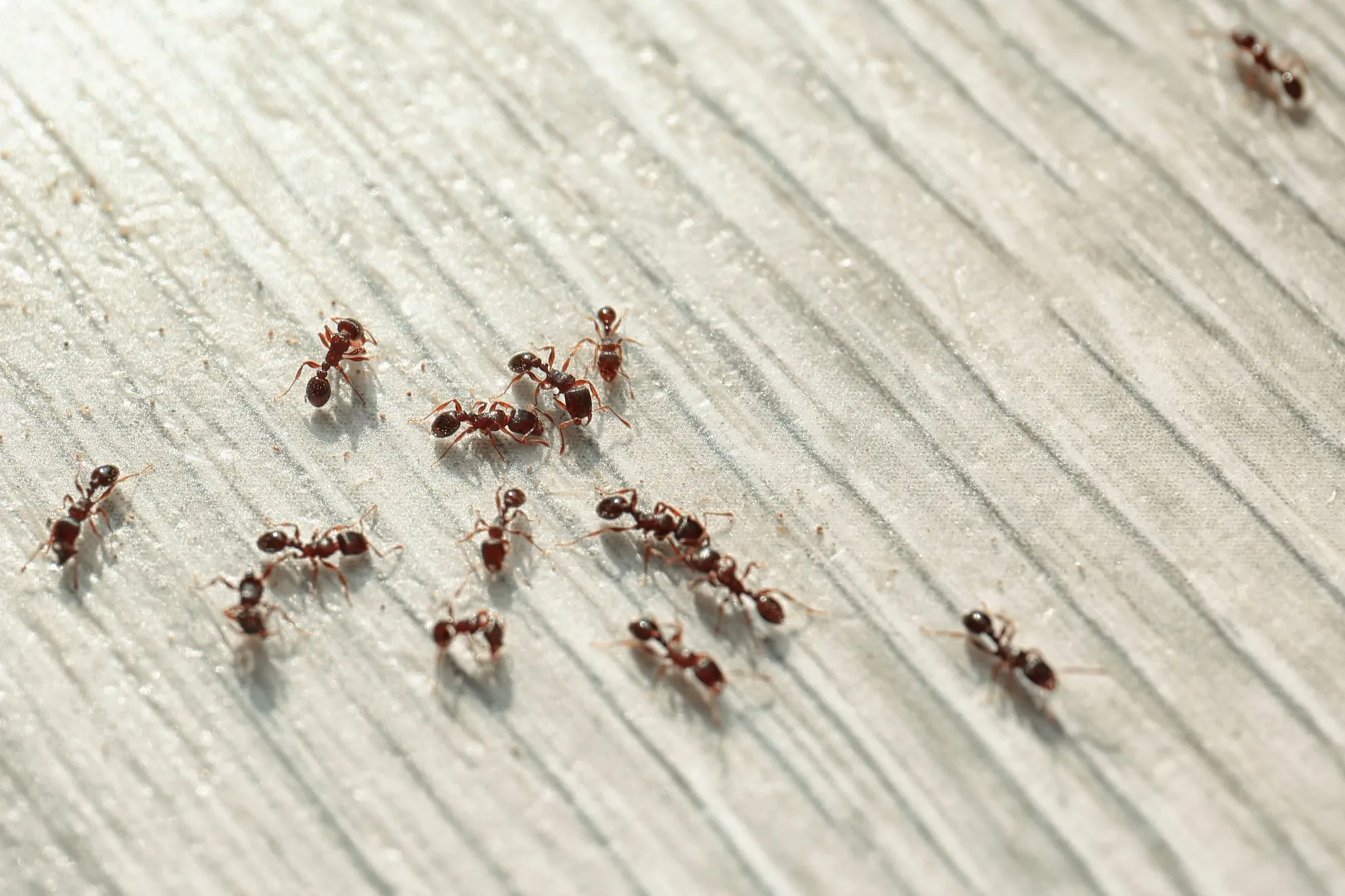 Ant Control London Ontario: Effective Solutions for a Pest-Free Home and Business