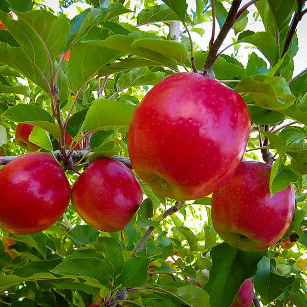What Is the Best Climate for Growing Pink Lady Apple Trees?