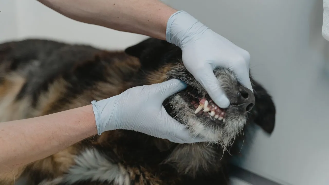 Which Animals Carry Rabies?