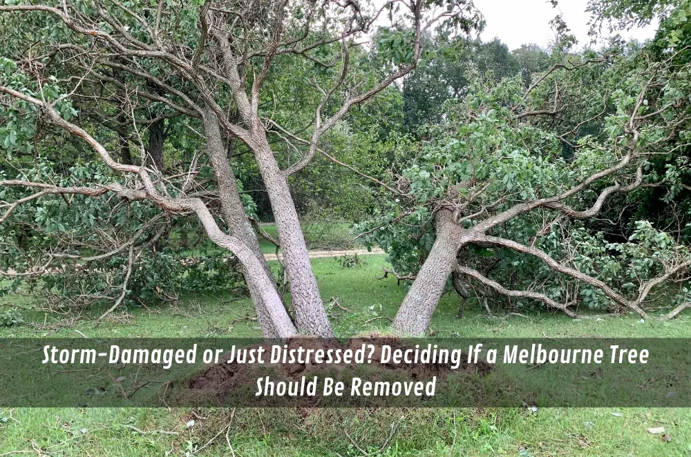 Storm-Damaged or Just Distressed? Deciding If a Melbourne Tree Should Be Removed