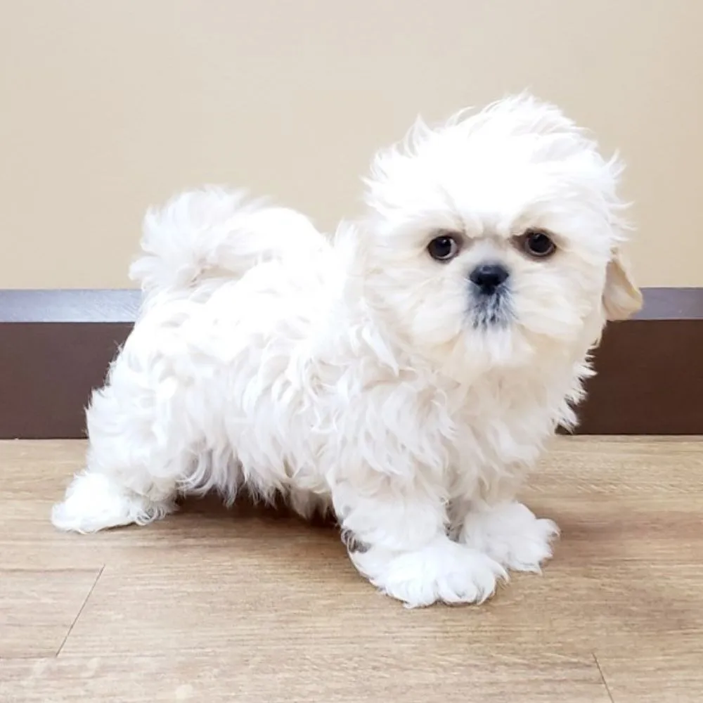 Maltese for Sale: Essential Guide for First-Time Toy Breed Owners