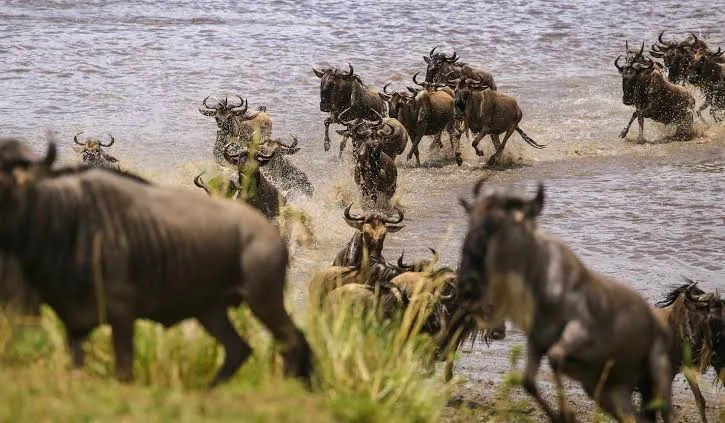 Are Tanzania Safari and Zanzibar Packages Worth Booking Together?
