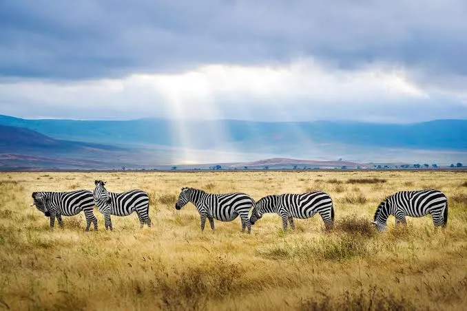 Are Tanzania Safari and Zanzibar Packages Worth Booking Together?