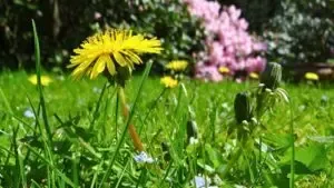 How a Landscaping Company Madison WI Trusts Handles Every Season