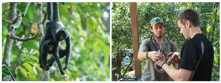 Amazon Rainforest Conservation Volunteer Program: How Volunteering Works & Why It Matters