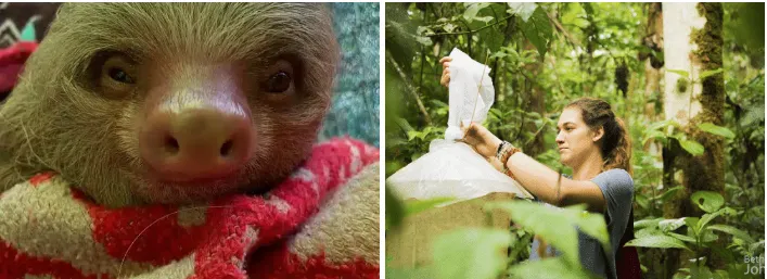 Amazon Rainforest Conservation Volunteer Program: How Volunteering Works & Why It Matters