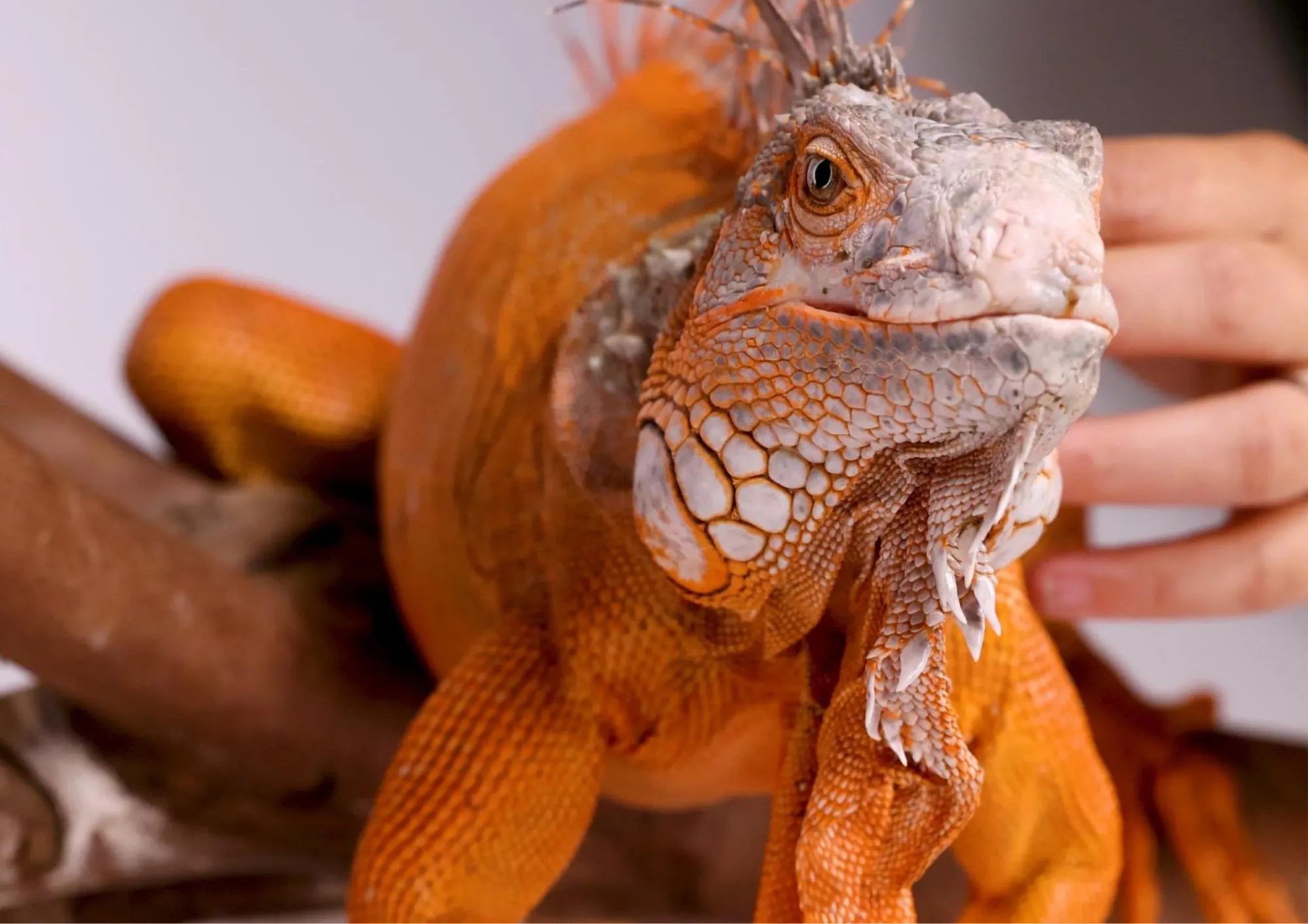Popular Exotic Reptiles In Dubai And How To Choose The Right Species