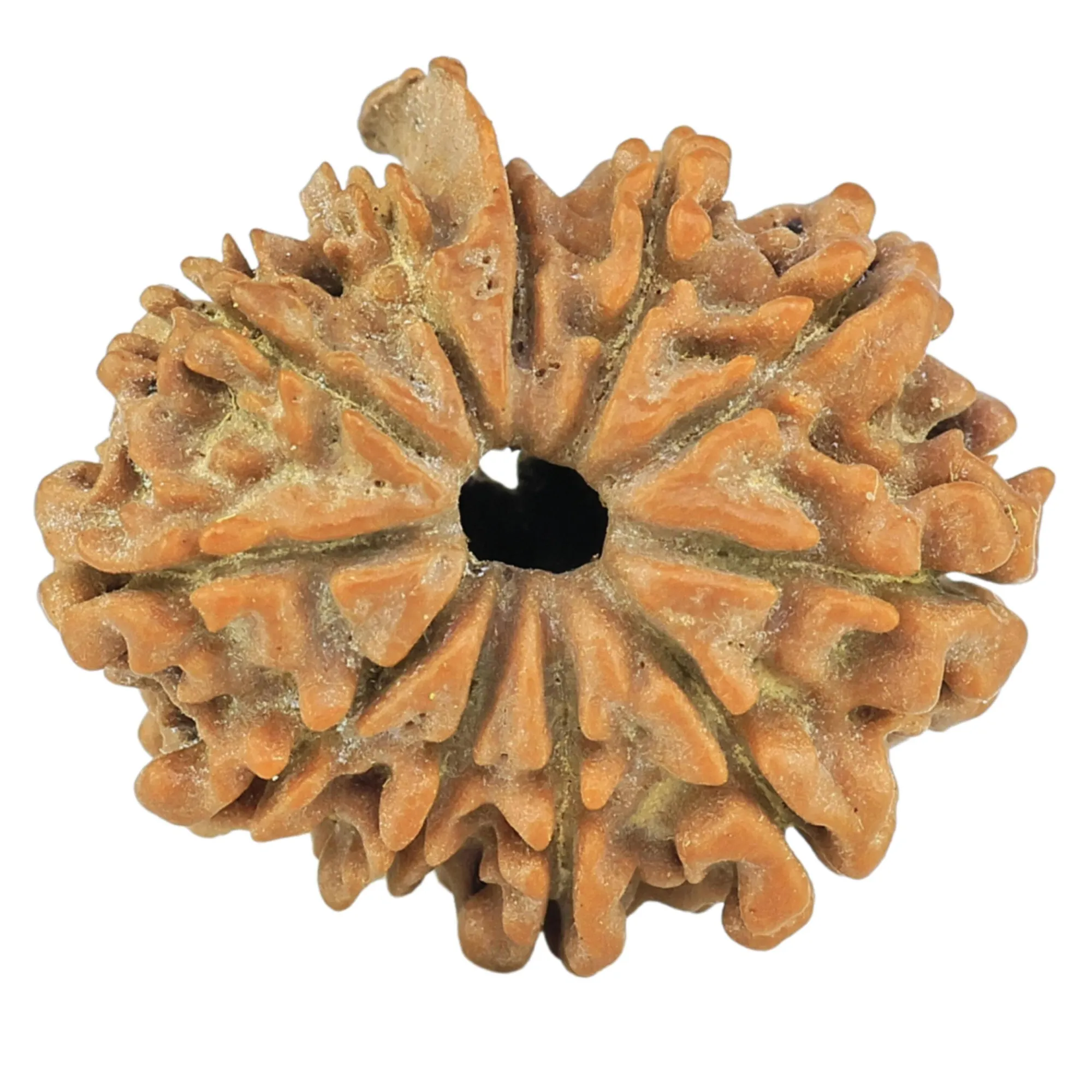What Is Sawar Rudraksha? Complete Guide to Its Spiritual Benefits and Uses
