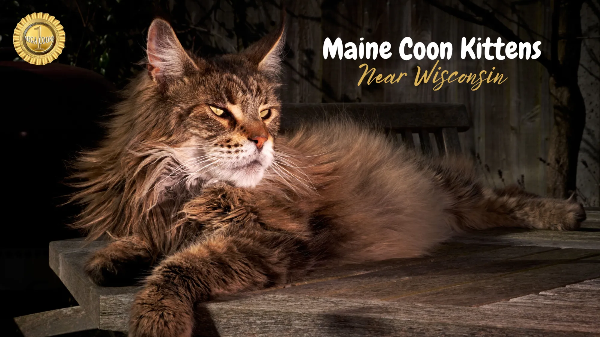 Maine Coon Kittens Near Wisconsin: What to Know Before You Bring One Home