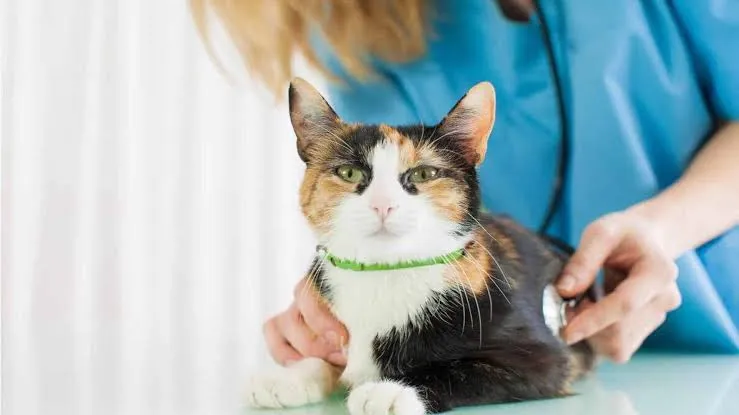Cat Wound Care Guide: Everything Pet Parents Need to Know