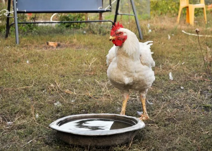 Ozone Water Treatment for Poultry Farms in Alberta