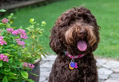 What Makes Breeding Female Australian Labradoodles Truly Exceptional?