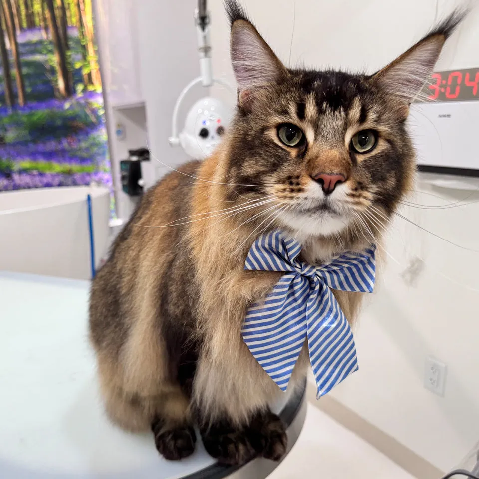 How to Book the Best Cat Grooming Packages Online in USA for a Stress-Free Groom