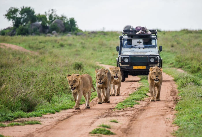 Is Ranthambore Safari worth it?