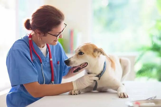 Animal Incinerators: An Eco-Friendly Solution for Pet Remains