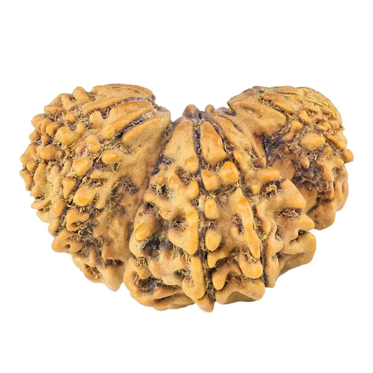 Trijuti Rudraksha: Meaning, Significance, Authenticity, and How to Choose the Right Bead