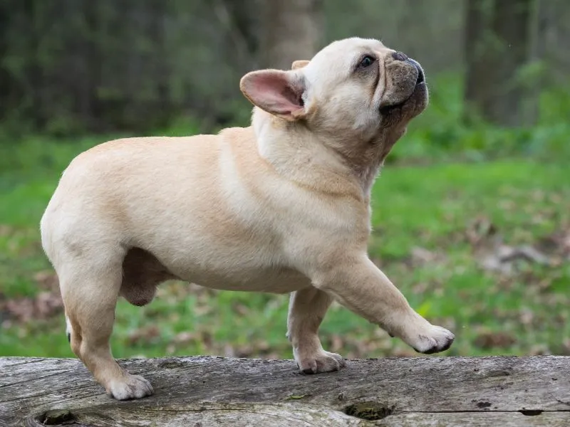 French Bulldog Puppy for Sale: How to Find a Healthy Pup