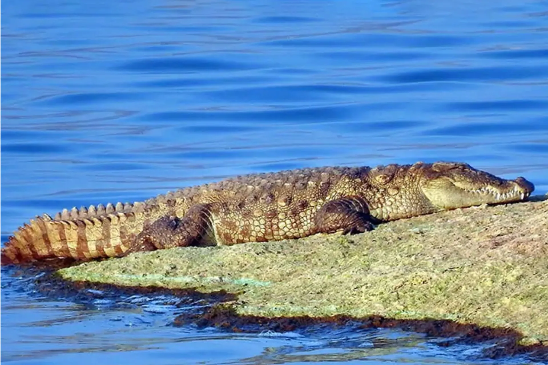Why Jawai Is Famous: Unique Wildlife & Scenic Granite Rocks