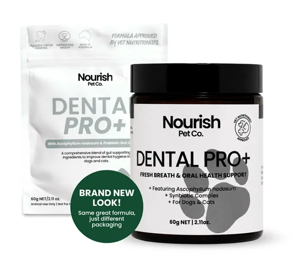 Best Natural Dog Supplements from Nourish Pet Co for Everyday Health