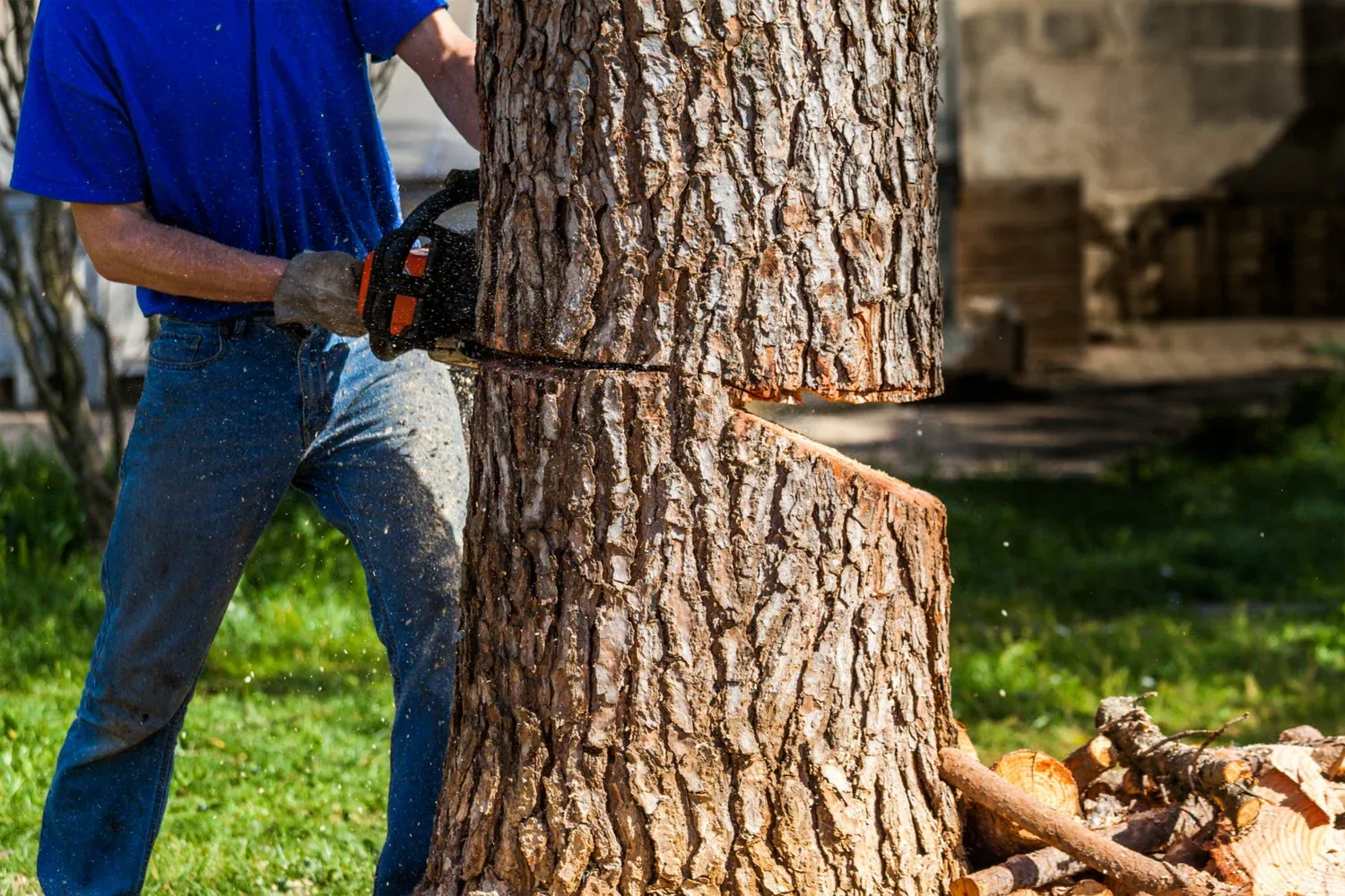 Tree Removal Service In Edmonton Alberta Canada For Safe And Fast Results