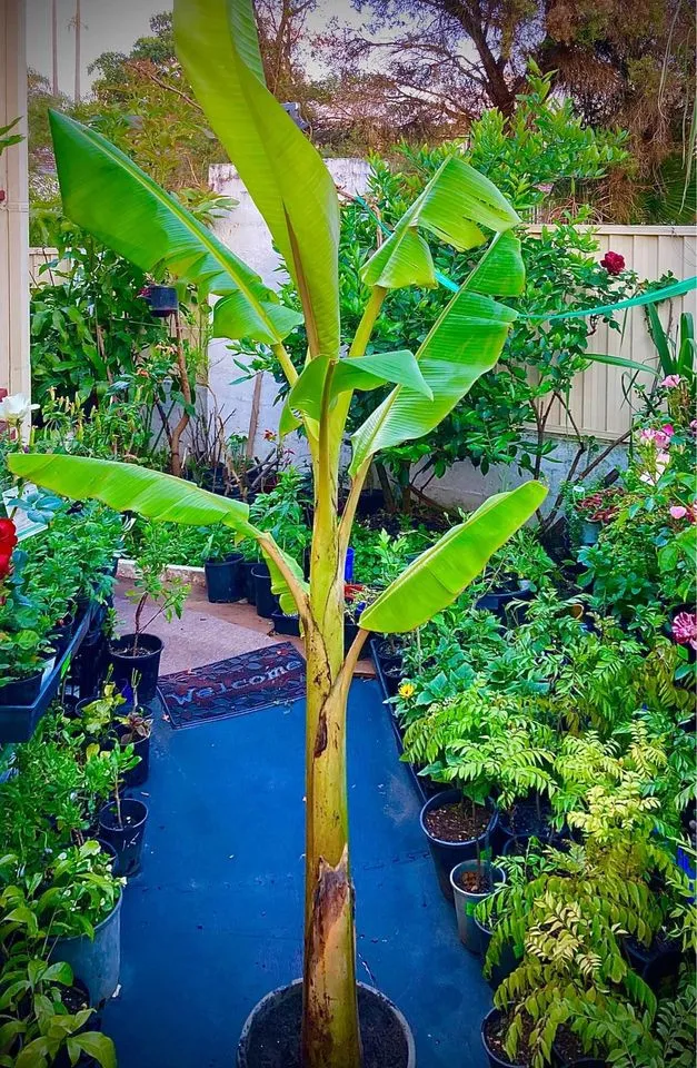 Cavendish Banana Plant in Sydney – Grow Sweet, Homegrown Bananas in Your Garden