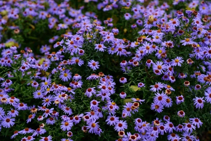 September Birth Flowers Explained: Asters & Morning Glory