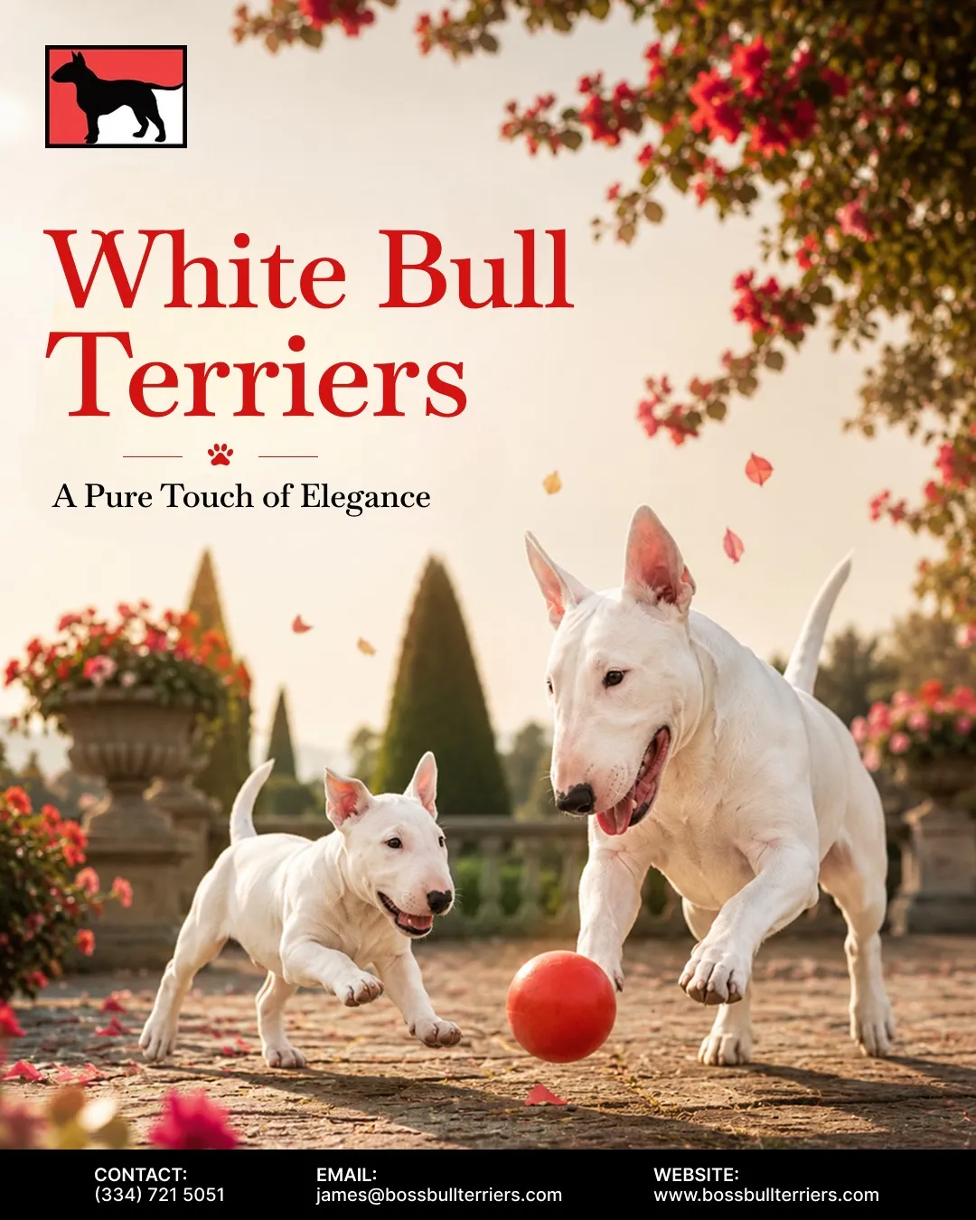 Why Choose White Bull Terriers as Your Perfect Companion?