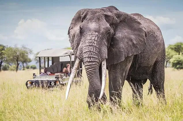 Luxury Safaris Discover Africa Through The 30 Year Anniversary Special With African Travel