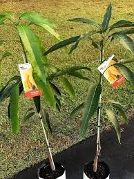 Dwarf Banana Ken Plant in Sydney – Grow Delicious Homegrown Bananas in Small Spaces