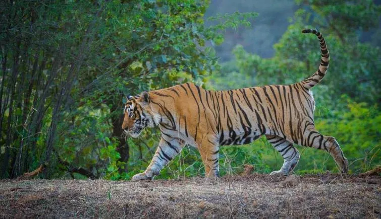Comparing the Best Jungle Safaris Across Rajasthan State