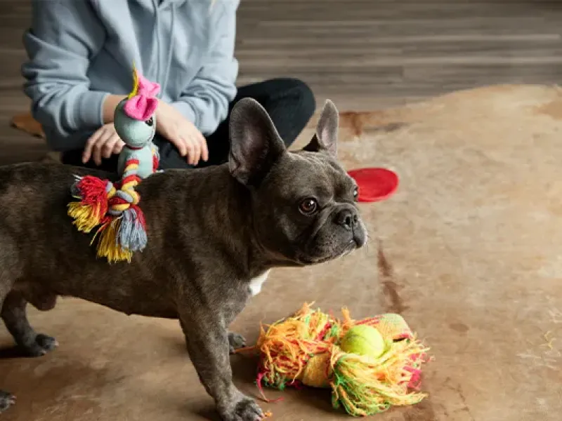 Best Diet for French Bulldog Skin Issues: What Should They Eat?