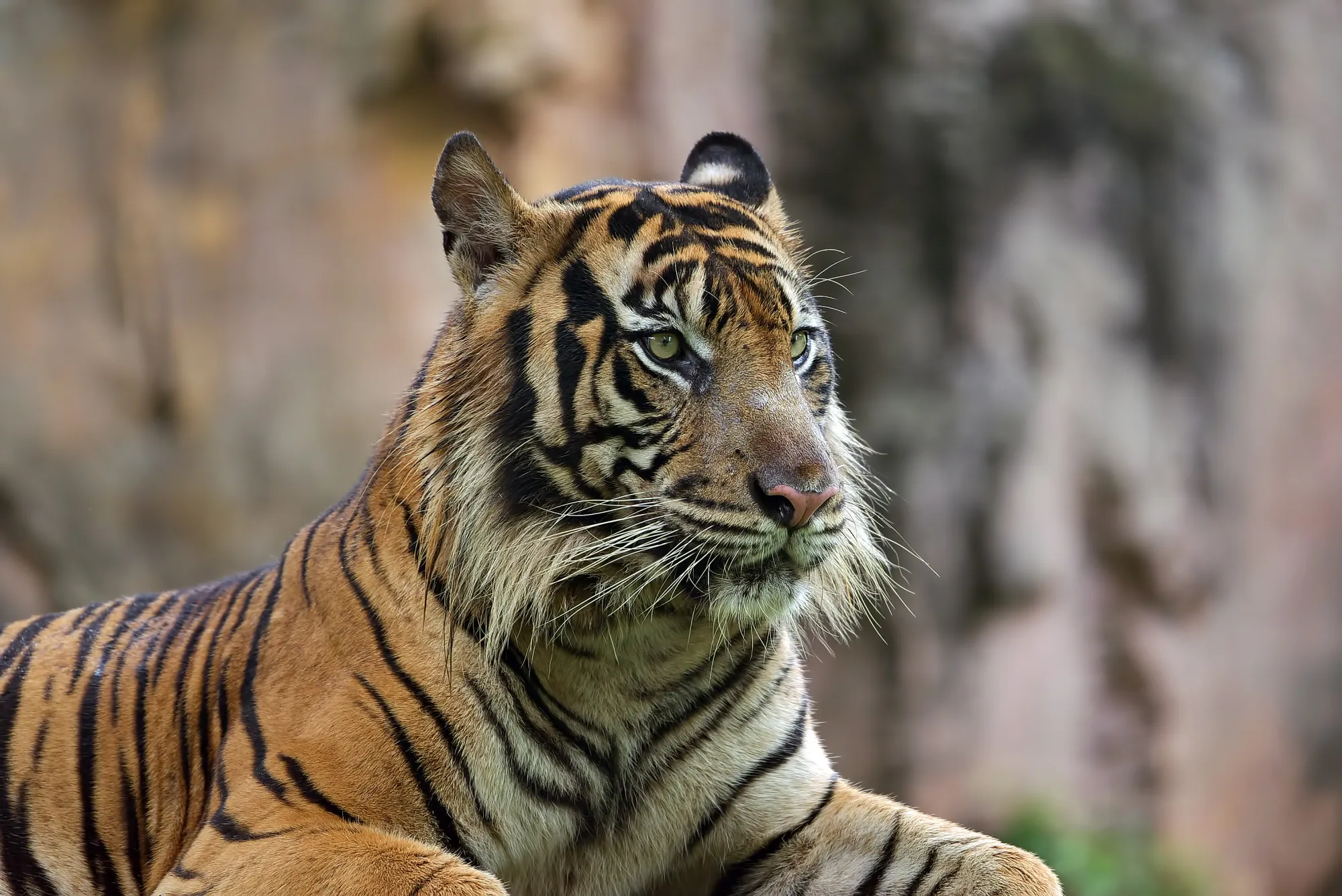 Explore the Green Beauty of Pench National Park This Monsoon