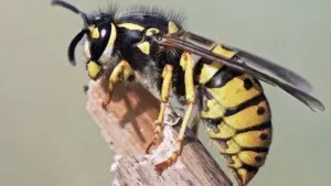 How Long Does It Take for a Wasp Nest to Grow?