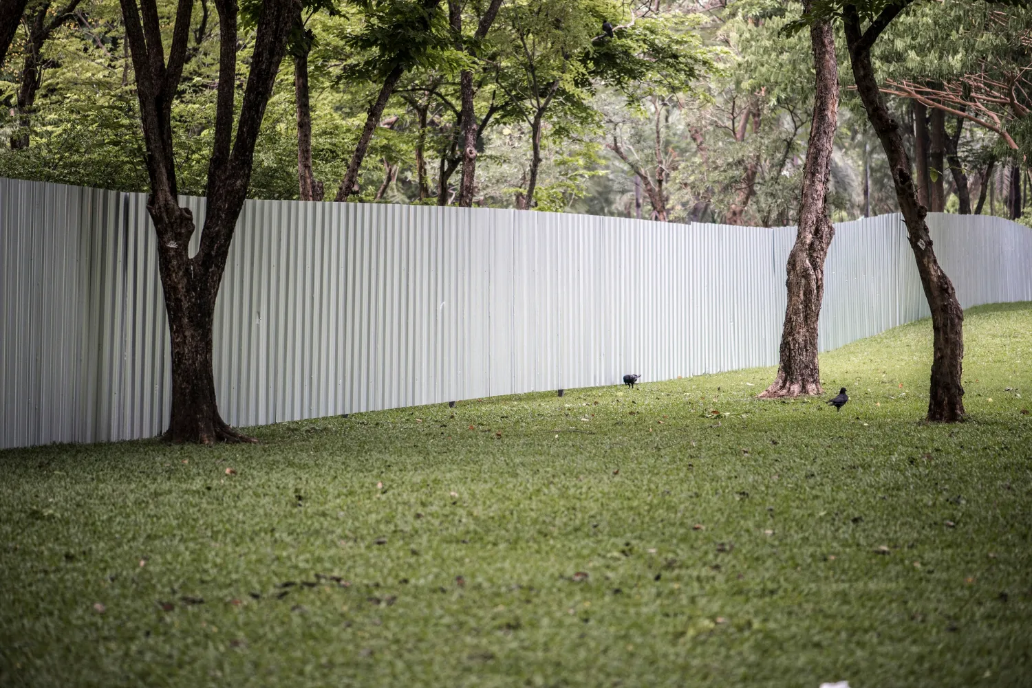 Dog Owners' Guide to Residential Fencing for Austin Homes